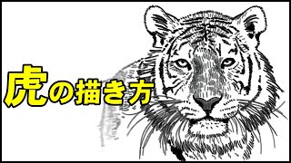 5分でわかる 虎の顔の描き方 How To Draw Tiger Face 5 Min Learning Youtube