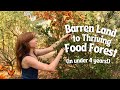 How i created my permaculture food forest