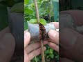 airlayering technique using coconut fiber🌳 #airlayering #bonsai #grafting #bonsaitree #diy