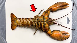 Strange Organ Inside a Lobster!! - LOBSTER Dissection