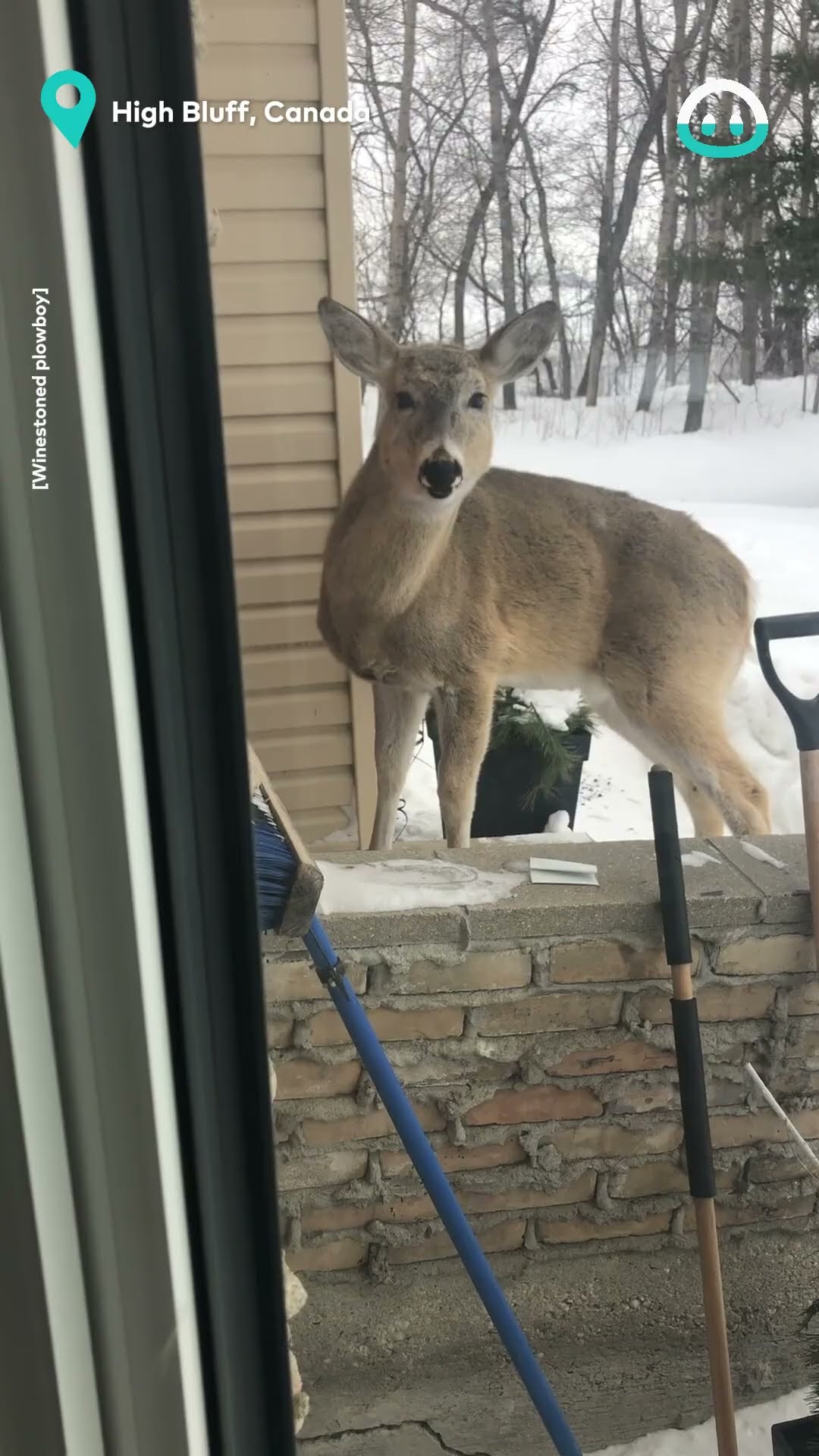Deer knocks on your door || ViralHog