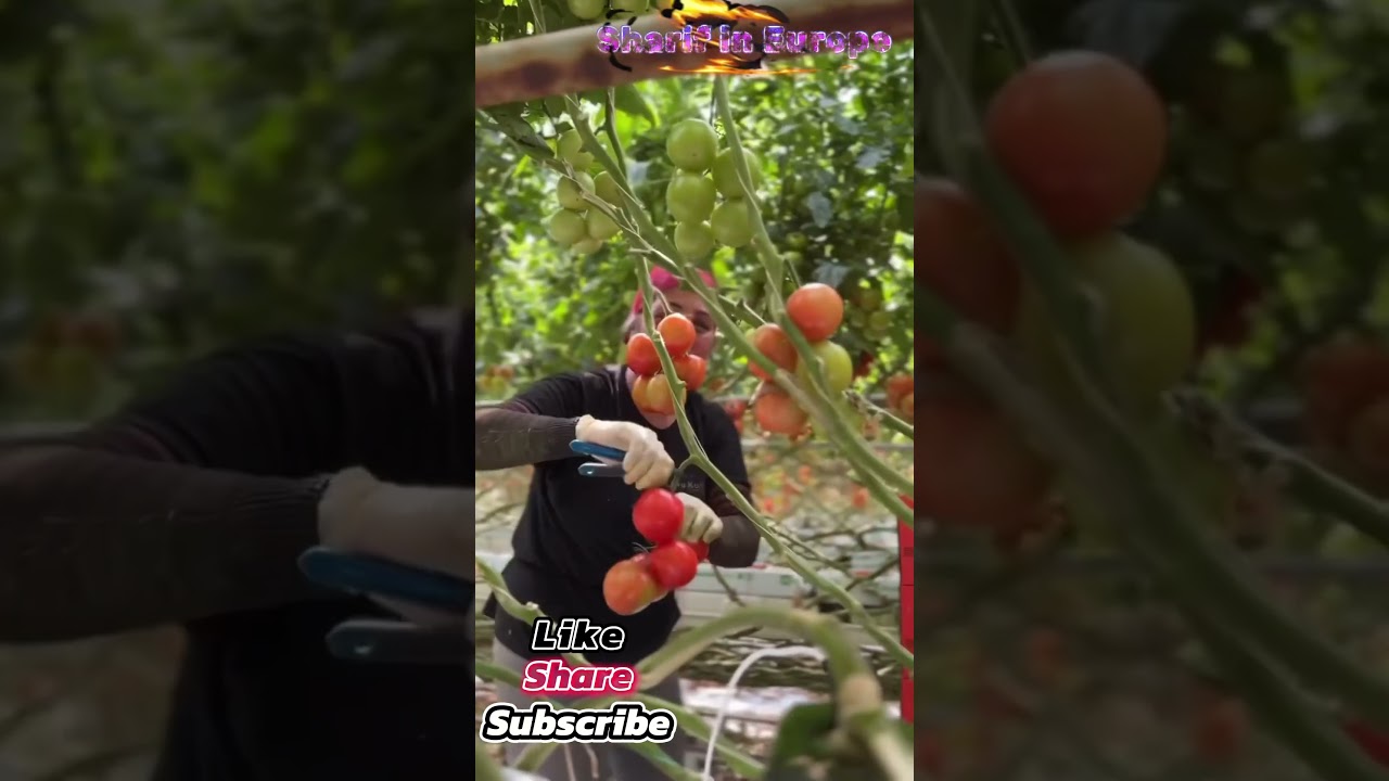 Super fast lady worker in Europe 