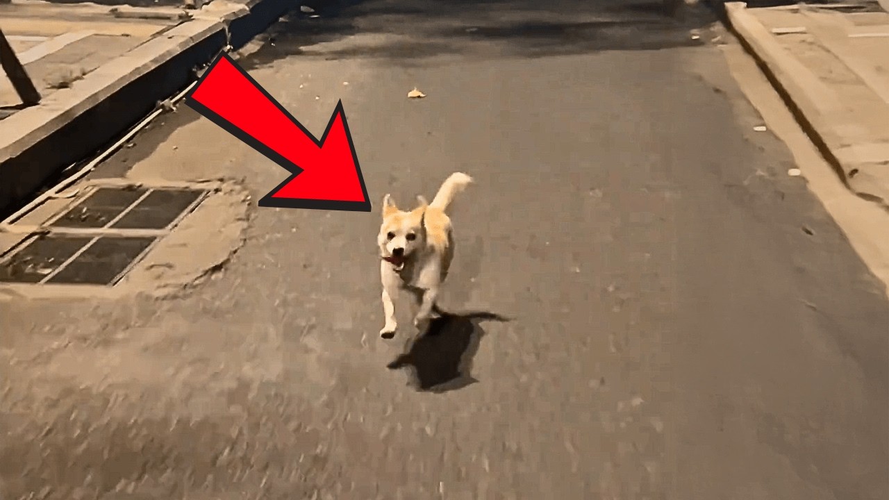 Бездомная собака, лишённая любви, после ласки девушки гналась 5 км, мечтая о тёплом доме.