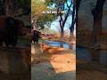 26/365 Days 📌🇮🇳//#subscribe #trandingvlogs