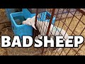 BAA BAA BAD SHEEP 😉| and EWE'RE not the only one... 🙋‍♀️ | Vlog 499