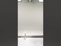 あれ?ベイビーシャーク、どこにいっちゃた?