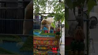 dangerous bull eid ul adha 2023 #shorts #viral #tiktok #eid #reels