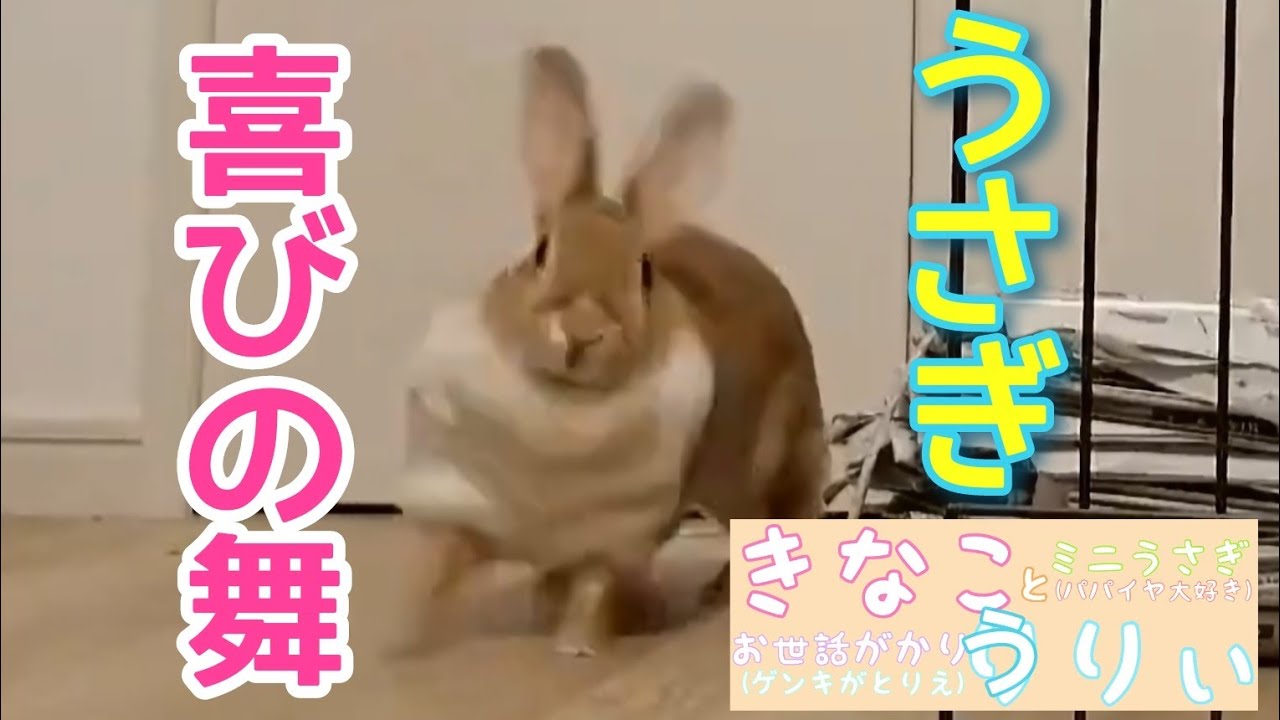 うさぎ 部屋んぽと歓喜の舞 Youtube