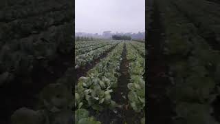 Pemupukan Kubis Terakhir Sudah Mulai Kelihat Kolnya Ndog