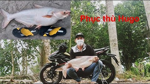 Câu cá tra sông l Đụng ngay Hugo 4,5kg - Tập 1 -  Tập Câu Cá