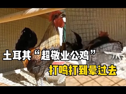 土耳其一只公鸡每天打鸣打到自己晕过去，这是最敬业的公鸡了吧！