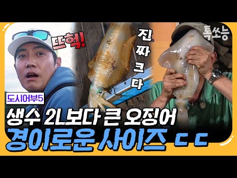 [#톡쏘능] 이경규 얼굴보다 2.5배 큰 무늬오징어? 도시어부 신기록 경신한 역대급 크기 | #도시어부5 7 회