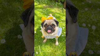 Update ⚠: INVESTIGATION COMPLETED  #shorts #dog #pug