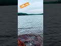 #lake #littleridge #relaxing walk by the lake #poodle