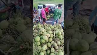 ฟักทอง มะพร้าว #โคราช #farming #ด่านขุนทด #ที่ดิน #agriculture #coconut #มะพร้าว #nature #มะพร้าว