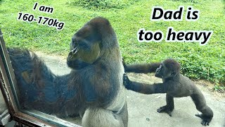 Little gorilla Jabali pushed dad and cute interaction with dad. / 小金剛猩猩Jabali推不動爸爸&跟爸爸可愛的互動