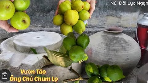 VƯỜN TÁO XUÂN ĐẬU THỪA QUẢ SAU BÃO CỦA ÔNG CHỦ CHUM LỌ I NÚI ĐỒI LỤC NGẠN