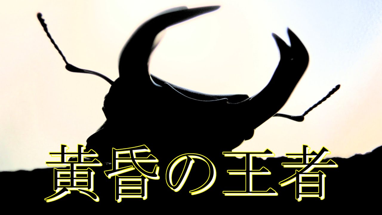 【ゆっくり解説】#35 オオクワガタ(後編)～知られざる生態～