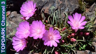 12 Lindas Variedades de Lewisia