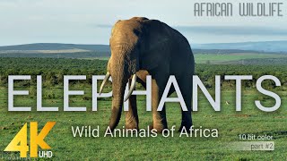 4K African Wildlife: Elephants. Part #2  Wild Animals Video from Africa  10 bit color