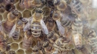 Ich war auf einem dorffest und habe ein Bienen Volk direkt aus der Nähe gesehen. by Lisaveta 66 views 3 weeks ago 1 minute, 5 seconds