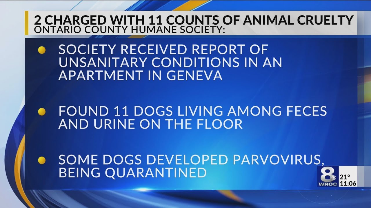 Two charged with 11 counts of animal cruelty for unsafe keeping of dogs ...