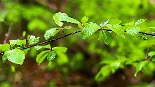 Calming Music and Soft Rain Sounds: Beautiful Piano, Sleep Music, Stress Relief, Nature Sounds screenshot 5