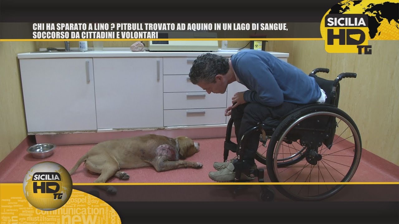 sicilian mafia 091TG CHI HA SPARATO A LINO , PITBULL TROVATO AD AQUINO IN LAGO DI SANGUE