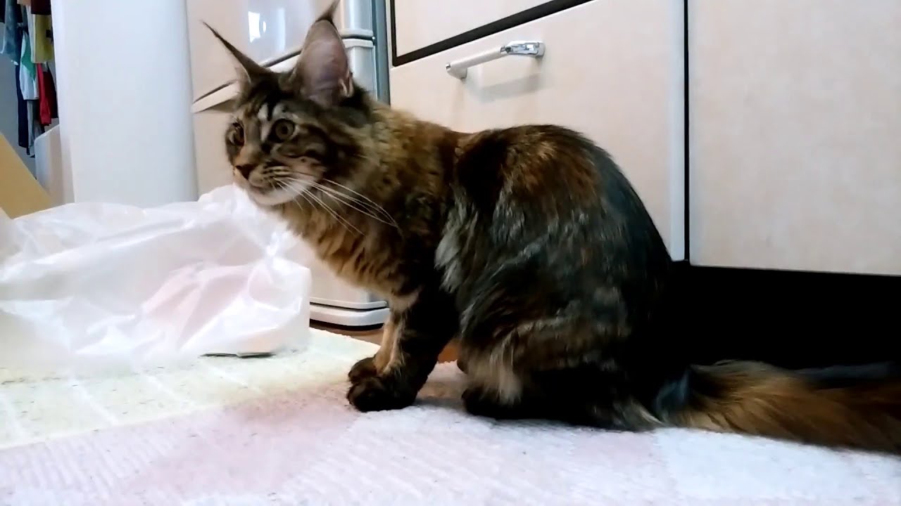 メインクーン 子猫 生後約６か月メインクーンの日常