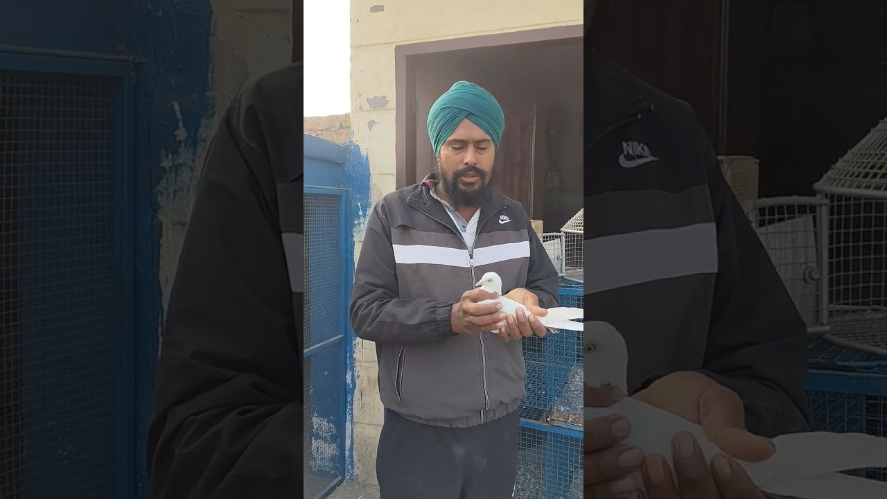 ਫਰੀਦਕੋਟ ਜ਼ਿਲ੍ਹੇ ਪਿੰਡ ਕੰਮੇਆਣਾ ਹਰਜੀਤ ਸਿੰਘ ਫੁੱਲ ਗਰੰਟੀ ਨਾਲ ਵੱਡੇ ਜੋੜੇ  ਪੱਲੀ ਸਾਫ਼ ਕਬੂਤਰ ਲੈਣ ਲਈ 9914061506