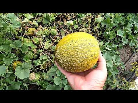 Дыня колхозница. Сорта дыни гуляби. Сбор урожая дынь. Как узнать когда созрела дыня. Дыня ругосо ди косенца.