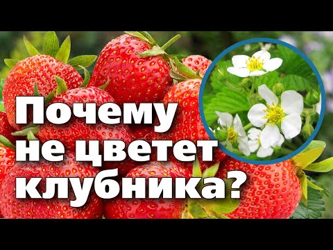 Видео: Странно выглядящая клубника - почему моя клубника деформирована