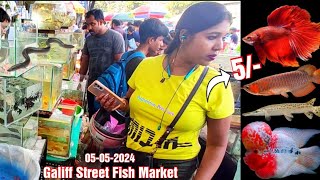 Recent Aquarium Fish Price Update | Galiff street Fish Market | Galiff Street new video 05-05-2024