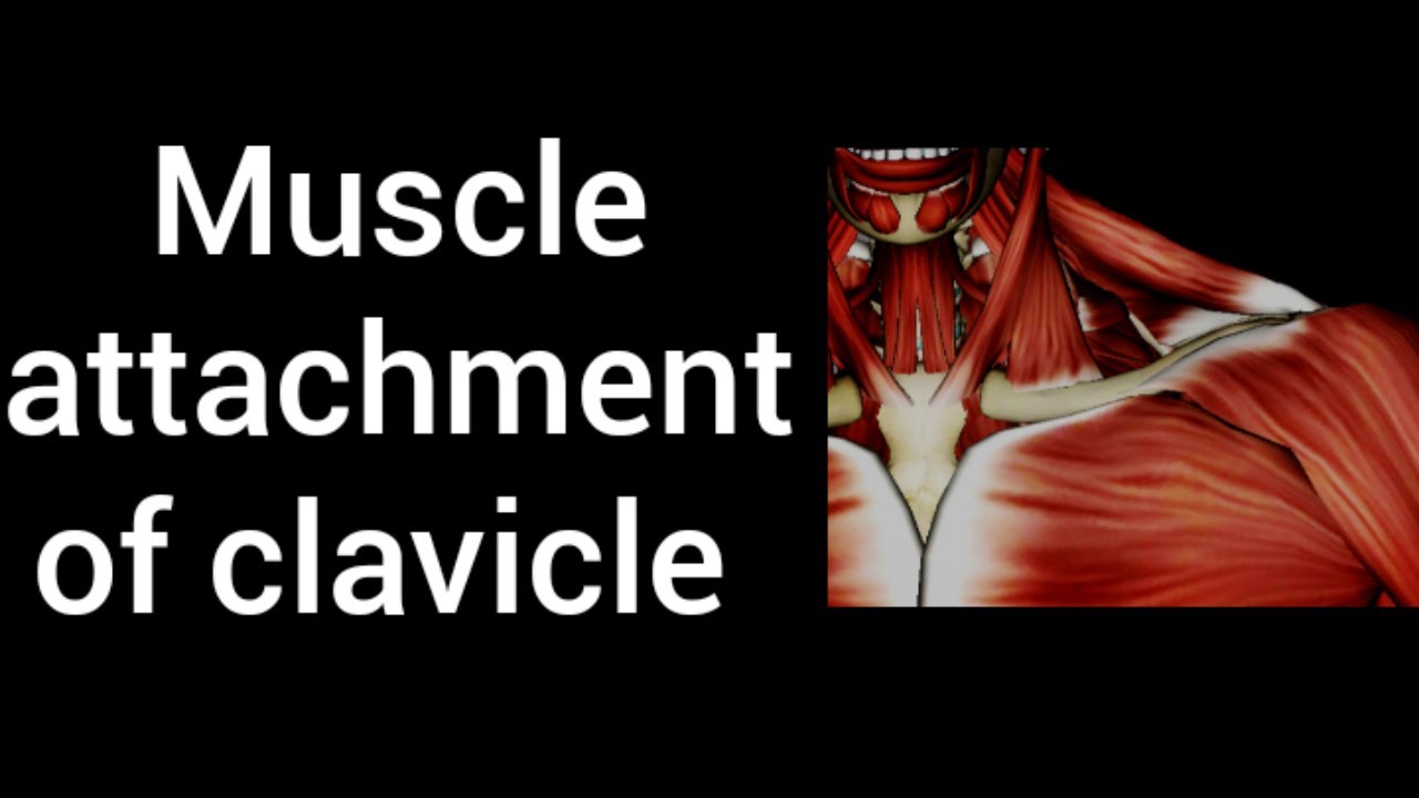 Which Muscle Originates On The Medial 1/3 Of The Clavicle And Inserts On The Lateral Lip Of The Bicipital Groove?