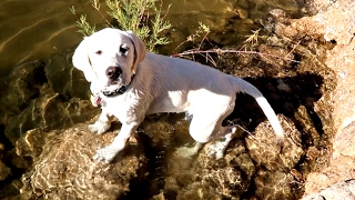 DAISY WENT SWIMMING!!