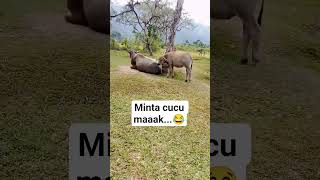 Anak Kerbau Minta Nyusu... Induknya Lagi Gk Mau Ngasih Susu