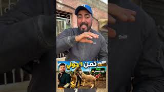 ثمن الحولي في مزرعة وليد الرحماني 😍 #shorts