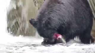 Young black bear salmon fishing on the Quinsam River, BC