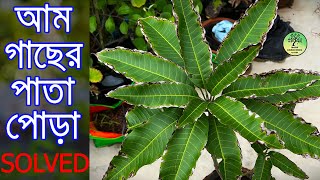 আম গাছের পাতা পোড়া রোগের স্থায়ী সমাধান / Mango Leaf Burn Problem Solved / Roof Gardening