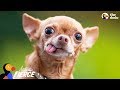 Cranky Little Dog Doesn't Want To Share His Dad With Anyone | The Dodo Little But Fierce