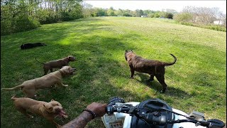 Vlog #137 Ace w/ Apollo & Running The Doggos!