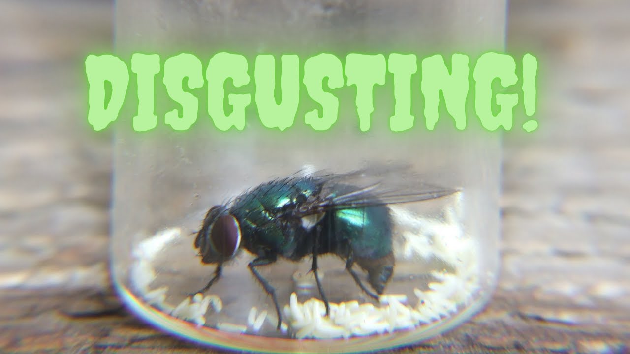 A common blow fly laying eggs 