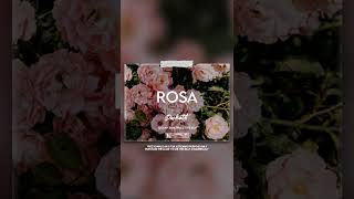 ROSA - | @SoolkingOff  x @kendjiofficiel  Type Beat | prod.by PACHOTTI