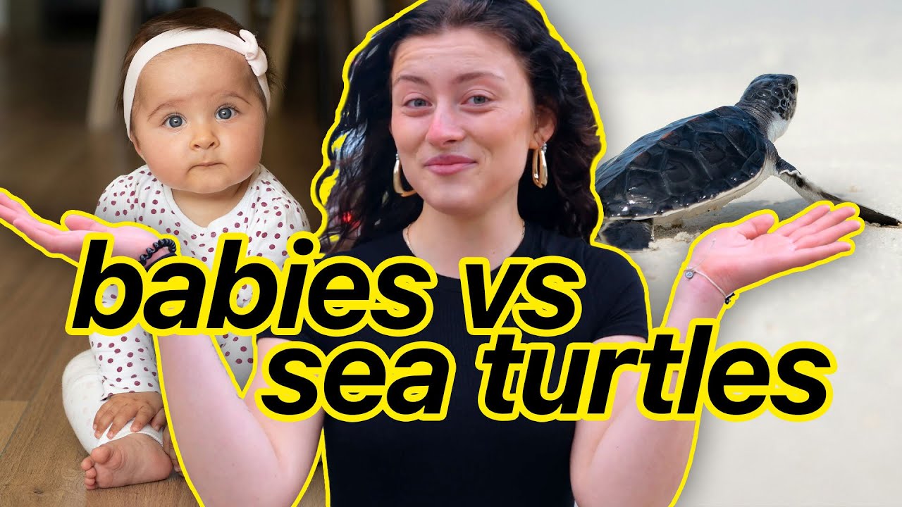 Will You Protect The Baby Turtles? - YouTube