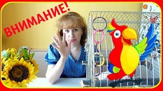ВНИМАНИЕ!СРОЧНОЕ СООБЩЕНИЕ!ВАЖНОЕ ОБРАЩЕНИЕ!!!зеленый попугайчик TV