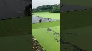 Duckweed Removing Process !