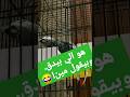 يموتك من الضحك ببغاء نمس 