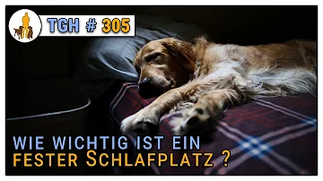 Sollte der Hund einen festen Schlafplatz haben?