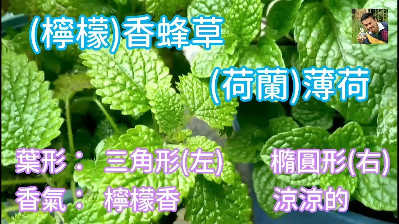 永不放棄的 薄荷 有無限的生命力和多功能的用途how To Grow Maintain And Use Mints Youtube