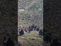قوات الاحتـ ـلال تطلق قنـ ـابل الغاز على طلاب الضفة 